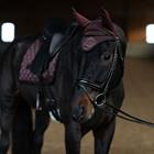 Oornetje Equestrian Stockholm Endless Glow Bruin