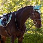 Oornetje LeMieux Classic Turquoise