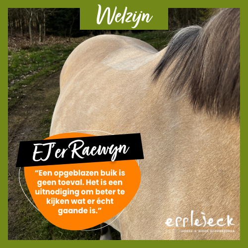 Opgeblazen buik bij paarden