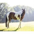 Paardenspeeltje Kentucky Relax Bruin-wit