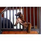 Paardenspeeltje Kentucky Relax Bruin
