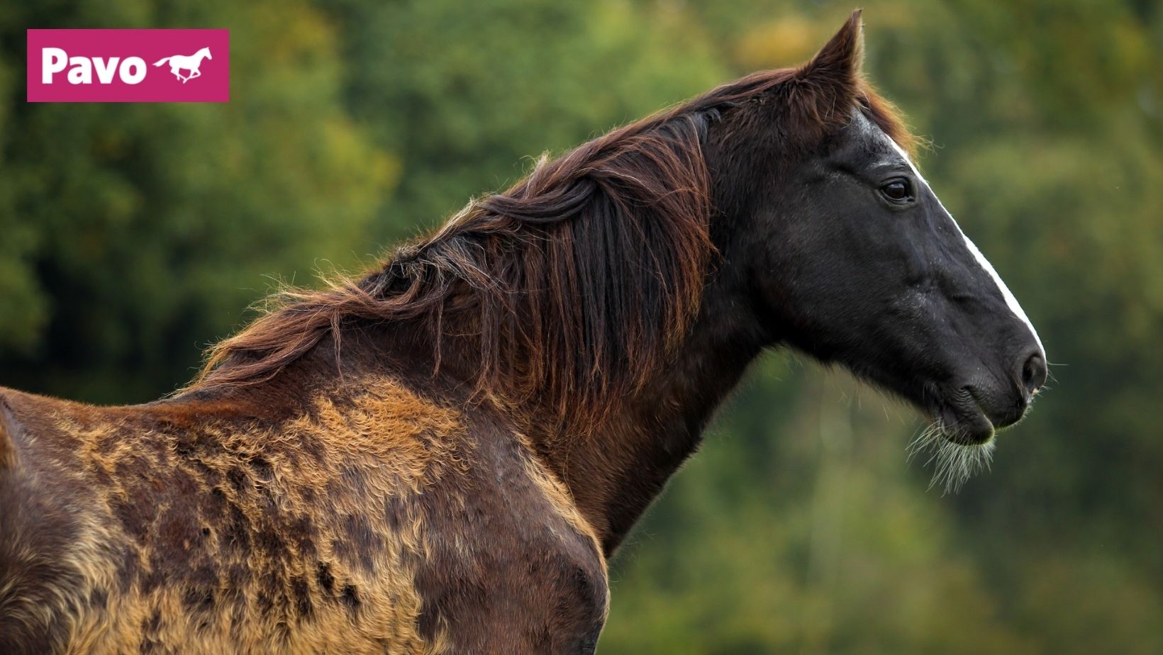 Oud paard