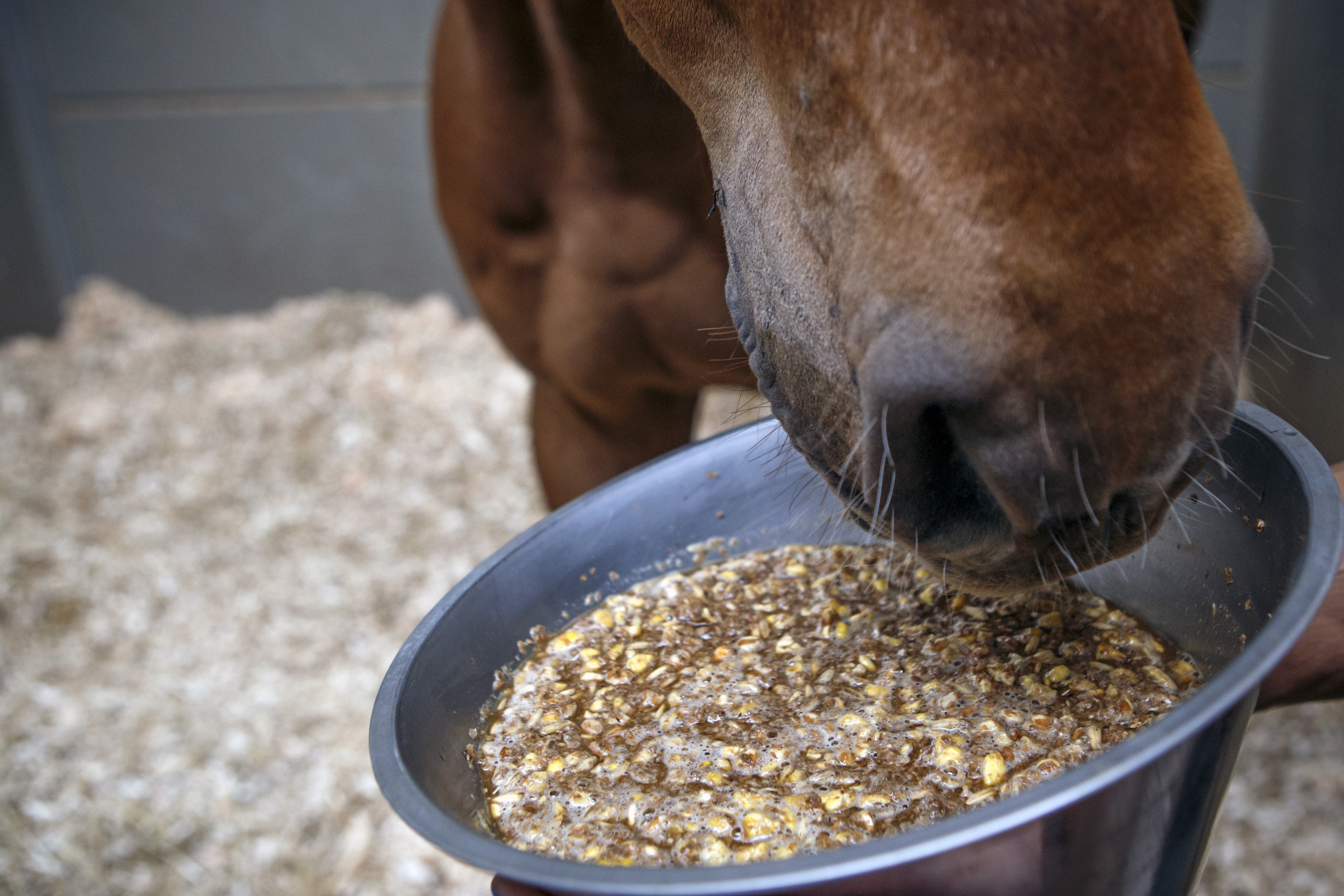 Paard eet voer met graan