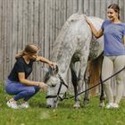 Rijlegging Equithème Acacia Full Grip Paars