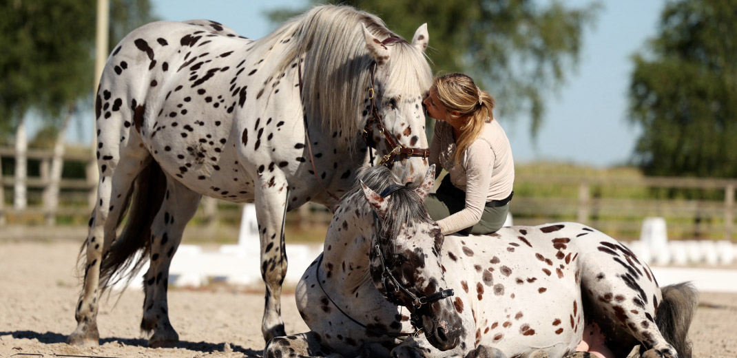 Slider Human&Horse