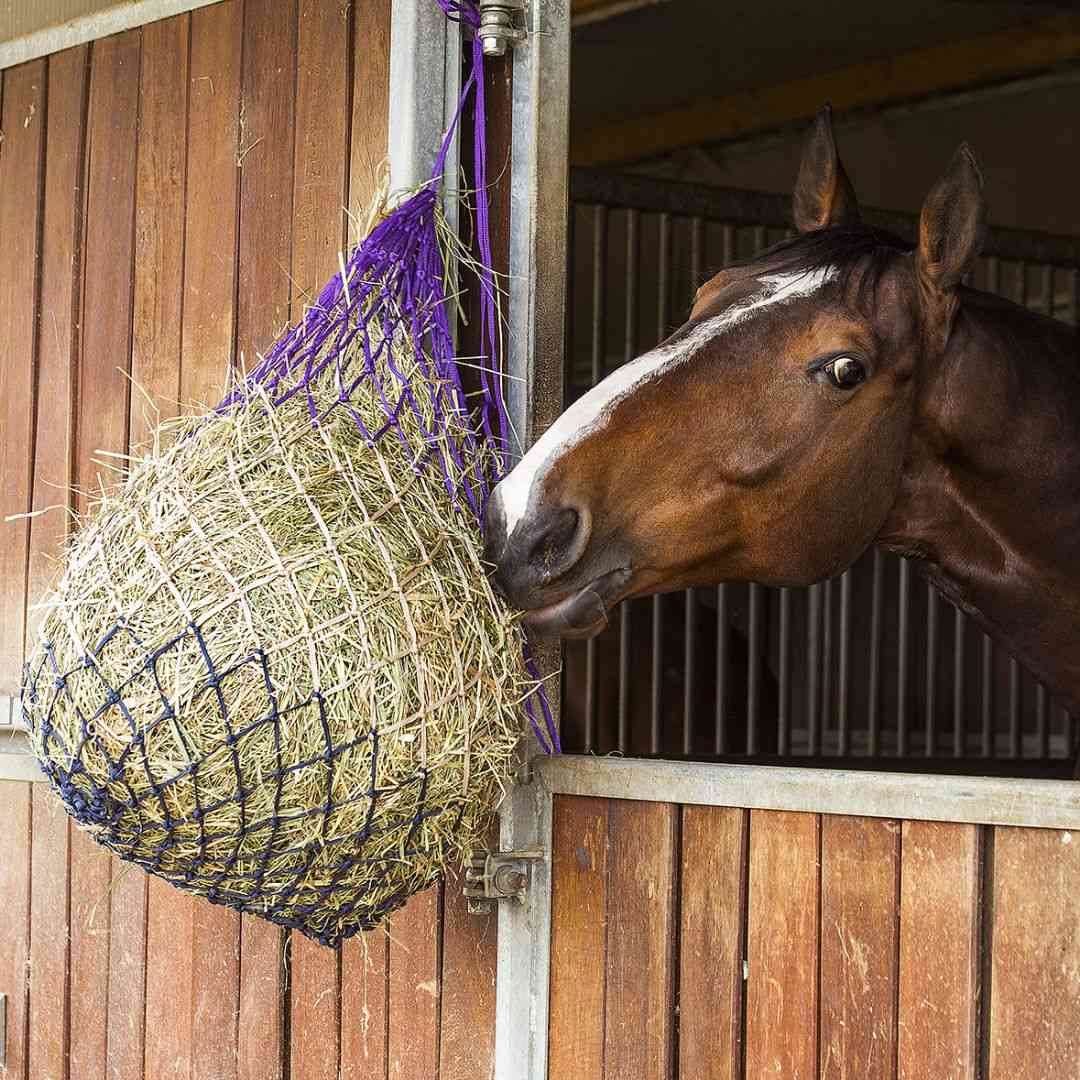 Paard hooinet Epplejeck