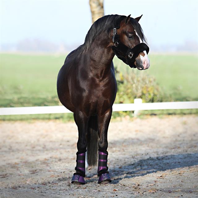 Springschoenen Horsegear Lilou Donkerpaars