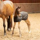 Staldeken Harry's Horse Veulen 100gr Zwart