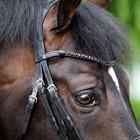 Stang En Trens HB Showtime Special For You Zwart-zwart