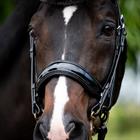 Stang En Trens HB Showtime Special For You Zwart-zwart