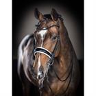 Stang En Trens LeMieux Kudos Zwart-wit