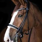 Stang En Trens LJ Leathers Pro Selected Serrena Zwart-wit