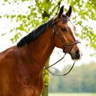 Teugels PresTeq FayRein Bitloos Met Clip + Stops Bruin