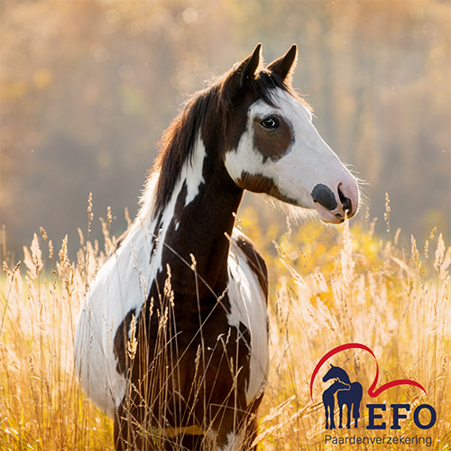 Tien redenen om je paard te verzekeren - Gastblog EFO