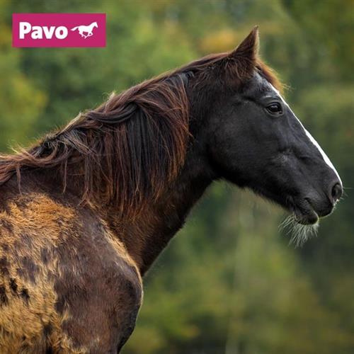 Tips voor het houden van een ouder wordend paard