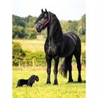 Toy Pony LeMieux Spike Zwart