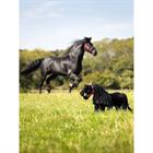 Toy Pony LeMieux Spike Zwart