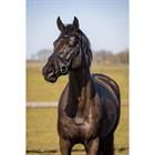 Trainingshoofdstel HORSEGEAR HGWellington Zwart