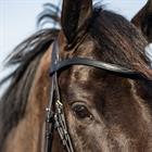Trainingshoofdstel HORSEGEAR HGWellington Zwart
