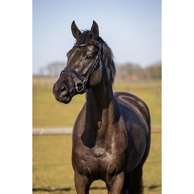 Trainingshoofdstel HORSEGEAR HGWellington Zwart