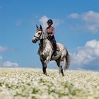 Trainingsshirt Equestrian Stockholm Amaranth Bruin
