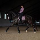 Trainingsshirt Equestrian Stockholm Vision Anemone Roze