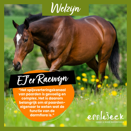 Van winderigheid naar weerstand: Waarom elk paard baat kan hebben bij probiotica