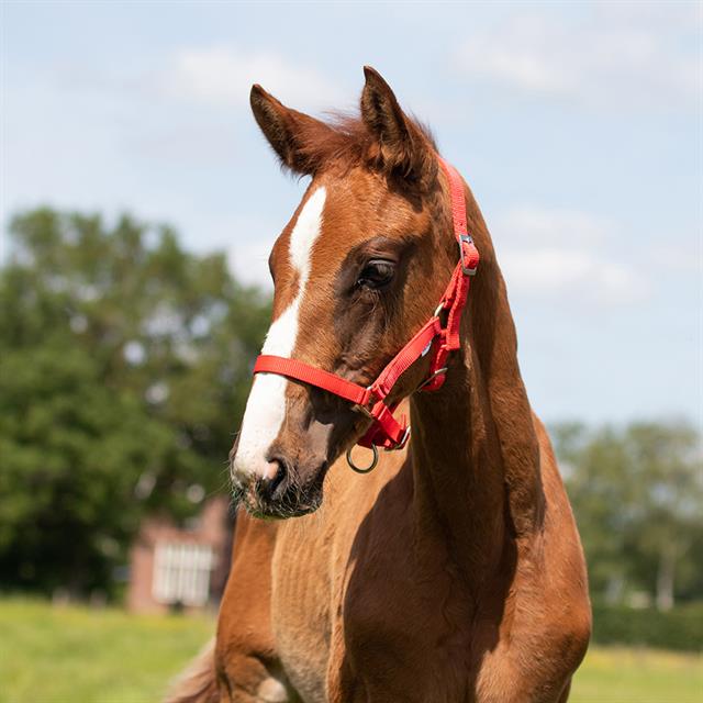 Veulenhalster Q-Essentials Mini Rood