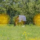 Vliegendeken Epplejeck EJZebra 2.0 Zwart-wit