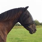 Vliegenmasker HORSEGEAR HGStretchy Zwart-zwart