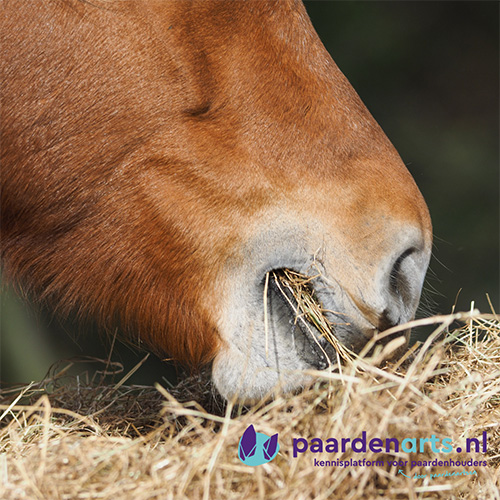 Voerkeuze tips – Gastblog Paardenarts
