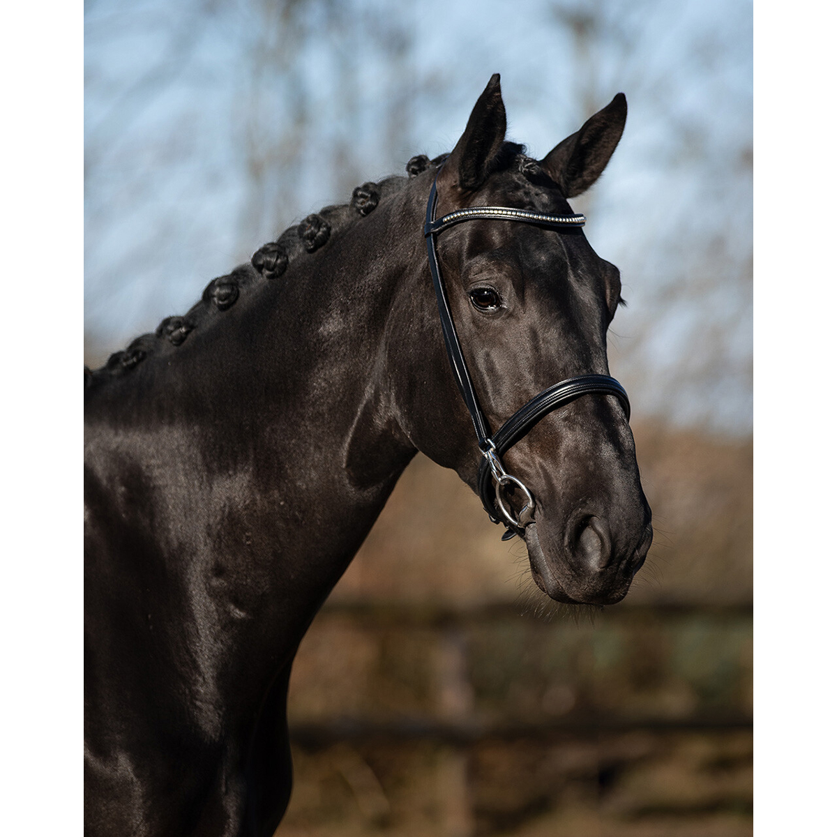 QHP Voorbreng hoofdstel Vesta - maat Cob - black