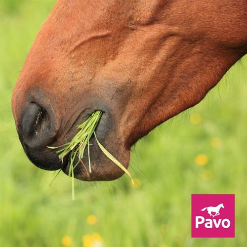 Waar moet je op letten als je paard weer het gras op gaat - Gastblog Pavo