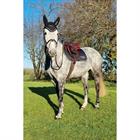 Zadeldek Bucas Therapy Limited Edition Zwart