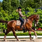 Zadeldek Equestrian Stockholm Champagne Middenbruin