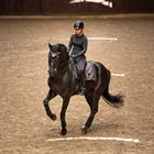 Zadeldek Equestrian Stockholm Purple Glimmer Dressuur Paars