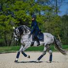 Zadeldek Equestrian Stockholm Royal Classic Donkerblauw