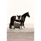 Zadeldek Equestrian Stockholm White Glimmer Dressuur Wit