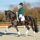 Zadeldek HORSEGEAR HGKemble Dressuur Wit-green