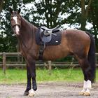 Zadeldek HV POLO HVPPro Performance Dressuur Zwart