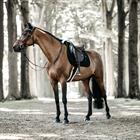 Zadeldek Kentucky Pearls Springen Zwart