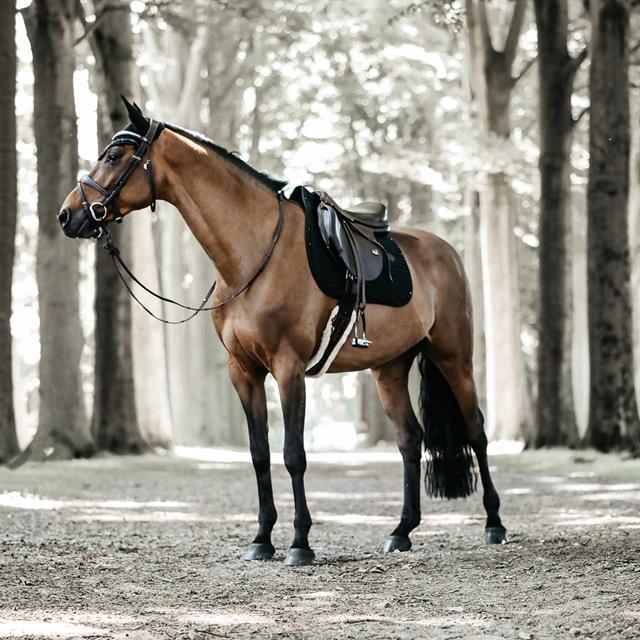 Zadeldek Kentucky Pearls Springen Zwart