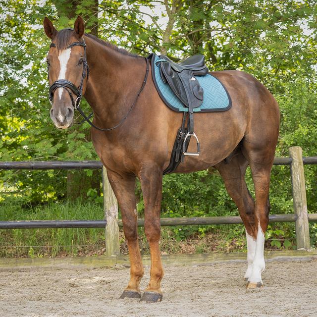 Zadeldek QHP Micah Veelzijdigheid Darkturquoise