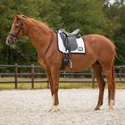 Zadeldek QHP Nummer Dressuur Wit-zwart