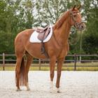 Zadeldek QHP Sparkle Veelzijdigheid Wit