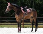 Zadeldek QHP Summer Glow Roze
