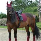 Zadeldek WeatherBeeta Prime Dressage Donkerrood