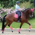 Zadeldek WeatherBeeta Prime Dressage Donkerroze