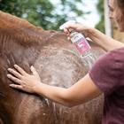 Zedan Bio Ginkgo Shampoo 